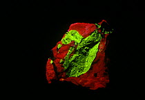 Willemite crystal fluorescing under ultraviolet light, sequence 2/2