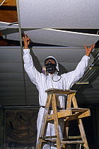 Man wearing breathing mask to remove panels of Asbestos sheeting from ceiling of school room, UK