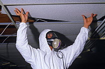 Man wearing breathing mask to remove panels of Asbestos sheeting from ceiling of school room, UK