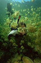 Snorkeller swimming underwater amongst jellyfish {Mastigias sp} Jellyfish Lake, Palau, Pacific ocean island, 2004