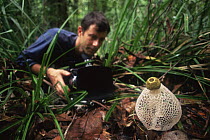 Michael Pitts filming Ladies veil stinkhorn fungus {Phallus indusiatus} Sumatra, Indonesia