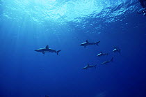 Schooling Galapogos sharks {Carcharhinus galapagensis} Midway Islands, Pacific ocean