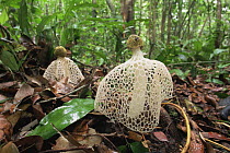 Ladies veil stinkhorn fungus {Phallus indusiatus} Sumatra, Indonesia