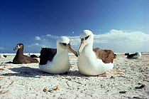 Laysan Albatross (Phoebastria immutabilis) nesting pair with Black-footed albatross (Phoebastria nigripes) in background. Midway Is, Pacific ocean island