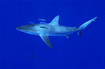Galapagos Reef Shark {Carcharhinus galapagensis} with schooling fish, Midway Is, Pacific ocean