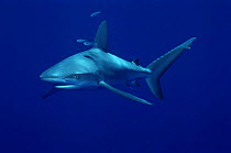 Galapagos Reef Shark {Carcharhinus galapagensis} Midway Is, Pacific ocean