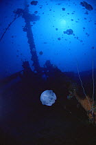 Jellyfish around the shipwreck of the japanese WWII boat 'Nippo Maru', Chuuk / Truk lagoon, Chuuk islands, Pacific ocean islands