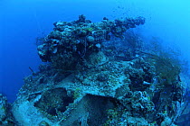 Stern Gun on the shipwreck of the Japanese WWII boat, 'Shotan Maru', Chuuk Lagoon, Chuuk islands, Pacific ocean