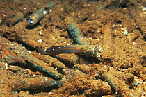 Old Glory Goby fish{Amblygobius sp} on wreck of Japanese WWII boat, Chuuk / Truk lagoon, pacific ocean