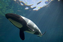 Piebald / Commerson's dolphin {Cephalorhynchus commersonii} captive, digital composite Occurs southern South America
