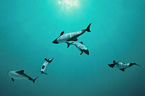 Piebald / Commerson's dolphins {Cephalorhynchus commersonii} captive, digital composite Occurs southern South America
