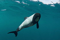 Piebald / Commerson's dolphin {Cephalorhynchus commersonii} captive, digital composite Occurs southern South America