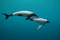 Commerson's dolphins {Cephalorhynchus commersonii} captive, digital composite Occurs southern South America