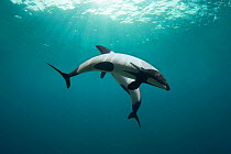 Piebald / Commerson's dolphins {Cephalorhynchus commersonii} captive, digital composite Occurs southern South America