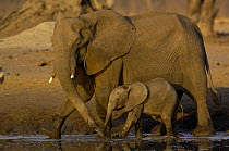 African Elephants (Loxodonta africana) mother and baby at a waterhole. During the dry season when the elephants have long distances to travel between available food and water the mothers with newborns...