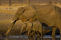 African Elephants (Loxodonta africana) mother and baby at a waterhole. During the dry season when the elephants have long distances to travel between available food and water the mothers with newborns...