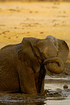 African Elephant (Loxodonta africana) wallowing in mud at a waterhole, Makalolo Plains, Hwange National Park, Zimbabwe, Southern Africa