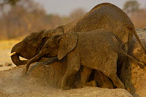 African Elephants (Loxodonta africana) rubbing their bodies against a termite mound. After covering themselves with mud in the waterhole they dustbath and sometimes rub against any available outcrop o...