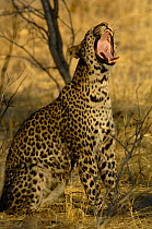 Leopard (Panthera pardus) female yawning. Savuti Channel, Linyanti area, Botswana, Southern Africa