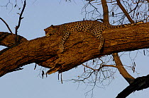 Leopard (Panthera pardus) female relaxing on the branch of a tree. Savuti Channel, Linyanti area, Botswana, Southern Africa