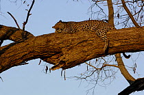 Leopard (Panthera pardus) female relaxing on the branch of a tree. Savuti Channel, Linyanti area, Botswana, Southern Africa