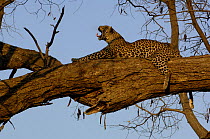 Leopard (Panthera pardus) female yawning whilst relaxing on the branch of a tree. Savuti Channel, Linyanti area, Botswana, Southern Africa
