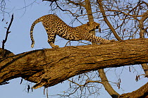 Leopard (Panthera pardus) female stretching after sleeping on the branch of a tree. Savuti Channel, Linyanti area, Botswana, Southern Africa