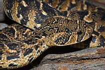Puff Adder {Bitis arietans} head profile, lying on logpile, Table Mountain, Cape Town, South Africa.