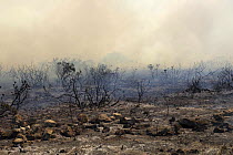 Charred landscape after controlled burning, part of habitat management, DeHoop NR, Western Cape, South Africa.