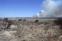 Charred landscape after controlled fires, part of habitat management, DeHoop NR, Western Cape, South Africa