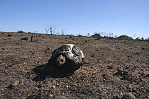 Dead Angulated tortoise {Chersina angulata / geochelone yniphora} burnt during controlled fires, Dehoop NR, Western Cape, South Africa.