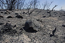Dead Angulated tortoise {Chersina angulata} burnt during controlled fires, Dehoop NR, Western Cape, South Africa.