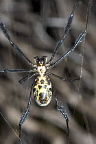 Golden orb weaver spider {Nephila imperialis} DeHoop NR, Western Cape, South Africa.