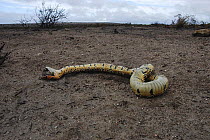 Puff adder {Bitis arietans} killed during controlled fires, DeHoop NR, Western Cape, South Africa.