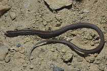 Plated snake lizard / Long-tailed Seps {Tetradactylus tetradactylus} DeHoop NR, Western Cape, South Africa
