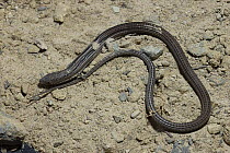 Plated snake lizard / Long-tailed Seps {Tetradactylus tetradactylus} DeHoop NR, Western Cape, South Africa
