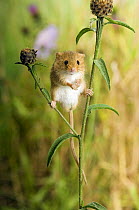 Harvest mouse {Micromys minutus) standing on Knapweed with wildflower meadow behind, captive, UK