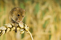 Harvest Mouse {Micromys minutus} adult feeding on ear of corn, captive, UK