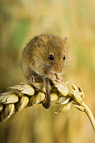 Harvest mouse {Micromys minutus} adult feeding on ear of corn, captive, UK