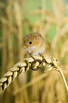 Harvest mouse {Micromys minutus} adult sitting on ear of corn, captive, UK