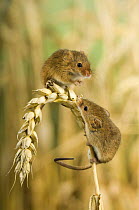 Harvest mouse {Micromys minutus} two adults on ear of corn, captive, UK