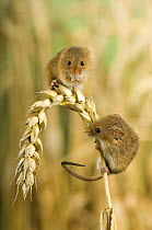 Two adult harvest mice {Micromys minutus} on ear of corn, captive, UK