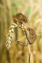 Two adult Harvest mice {Micromys minutus} on ear of corn, captive, UK