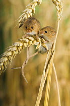 Harvest Mouse {Micromys minutus} Two adults sitting on ear of corn with tails entwined, captive, UK