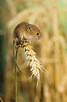 Harvest mouse {Micromys minutus} sitting on ear of corn, captive, UK
