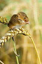 Harvest mouse {Micromys minutus} Adult preening whilst standing on corn, captive, UK