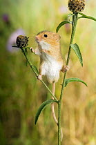 Harvest mouse {Micromys minutus} standing on Knapweed with wildflower meadow behind, captive, UK