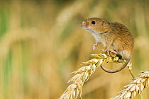 Harvest mouse {Micromys minutus} adult standing on corn surveying surroundings, captive, UK