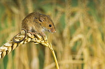 Harvest mouse {Micromys minutus} standing on corn, captive, UK