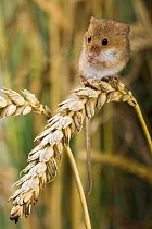 Harvest mouse {Micromys minutus} adult feeding on Corn, captive, UK